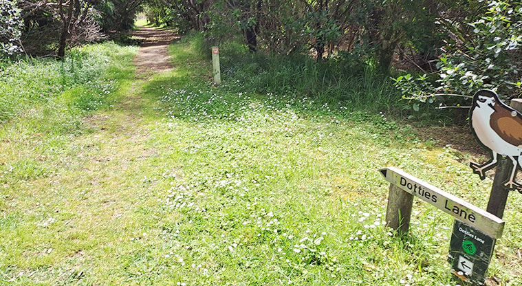 Whakanewha Forest Path - Look for the signage for Dotties Lane to start the walk.