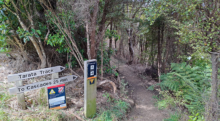 Whakanewha Forest Path - Join the Tarata Track slightly to the right following the signage.