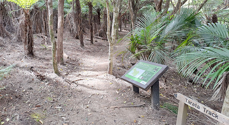 Whakanewha Forest Path - Tarata Track travels through regenerating bush with mature trees.