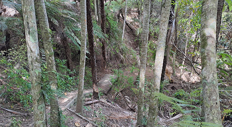 Whakanewha Forest Path - The track follows the creek-line through the forest.