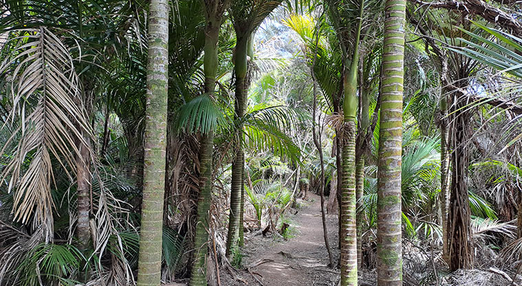 Whakanewha Forest Path - The forest is dominated by nīkau palm through along the track.