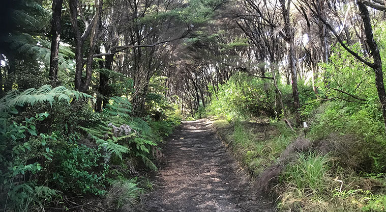 Whakanewha Forest Path