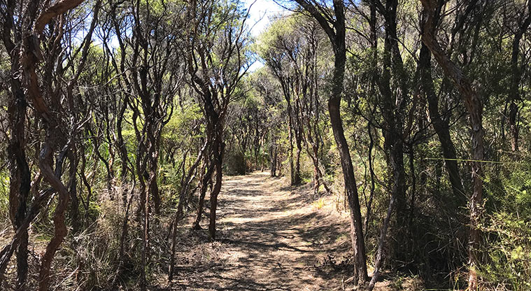 Whangapoua Lookout Path - Most of the way up you’ll come through regenerating forest.