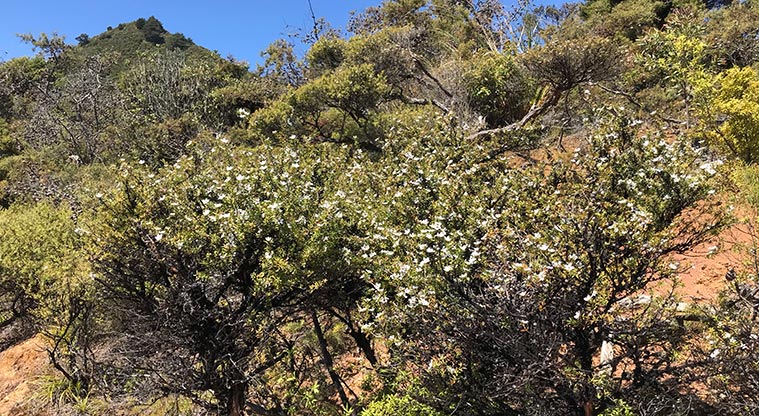 Whangapoua Lookout Path - You get glimpses of the high hills around the Harataonga coastline.