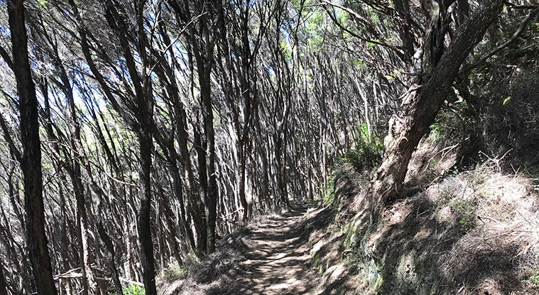Whangapoua Lookout Path - The thick mānuka forest creates an intriguing backdrop.