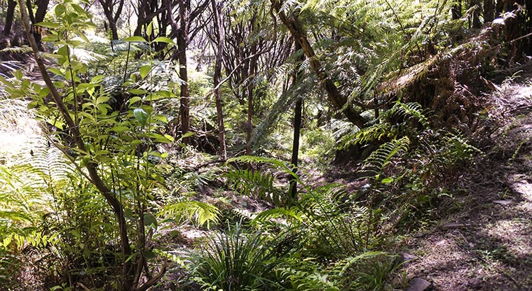 Whangapoua Lookout Path - Shaded gullies with huge tree ferns are part of the appeal of this path.