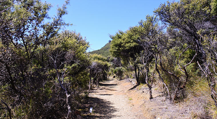 Whangapoua Lookout Path - You’ll see quite a lot of Hakea – an Australian import that is a pest plant of Great Barrier.