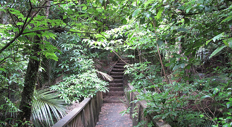 Witheford Reserve Path - Path through bush.