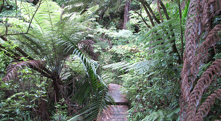 Witheford Reserve Path - Nīkau and Ponga next to the path.