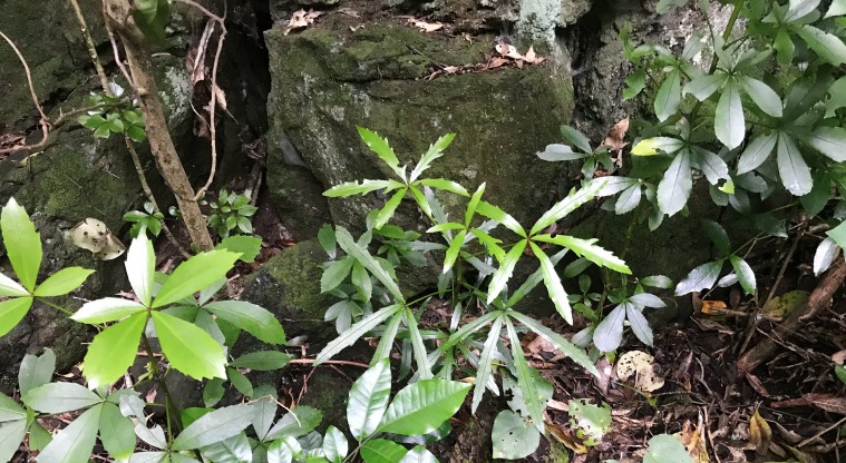 Withiel Thomas Path - Plants coming up through the ground of the volcanic rock forest.