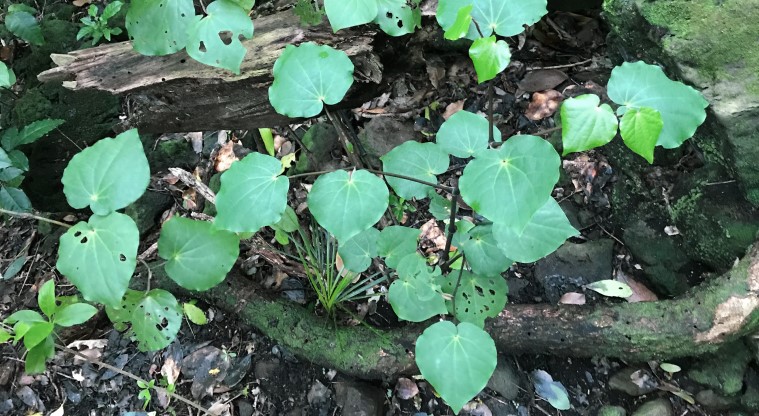 Withiel Thomas Path - Native kawakawa plant.