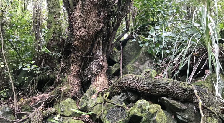 Withiel Thomas Path - Tree roots that have reshaped themselves over rocks.