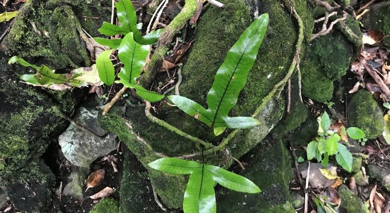 Withiel Thomas Path - Plants taking root on the volcanic rocks.