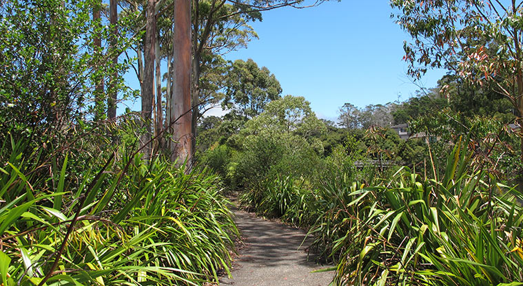 Xena Park Path - Path through established trees and bush.