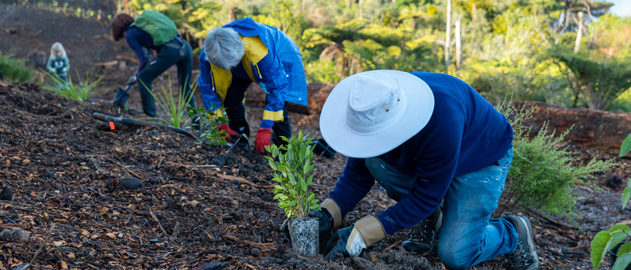A group planting trees on a hillside.