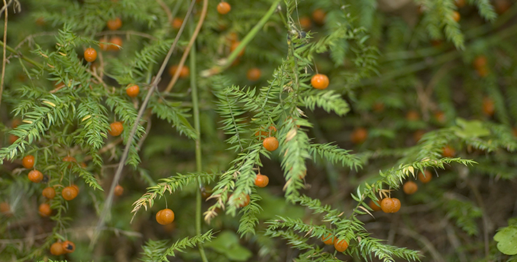 A green spiny plant with orange berries.