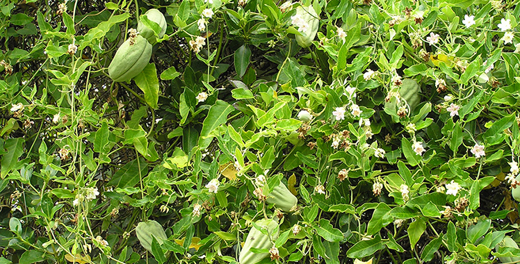 Broad leaves with white flowers and a large green fruit.