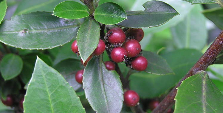 Leather like glossy leaves with ants crawling over a bunch of small red berries.