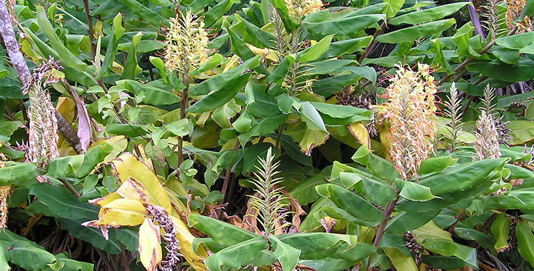 Flat long leaves with tall stems leading to yellow flowers.