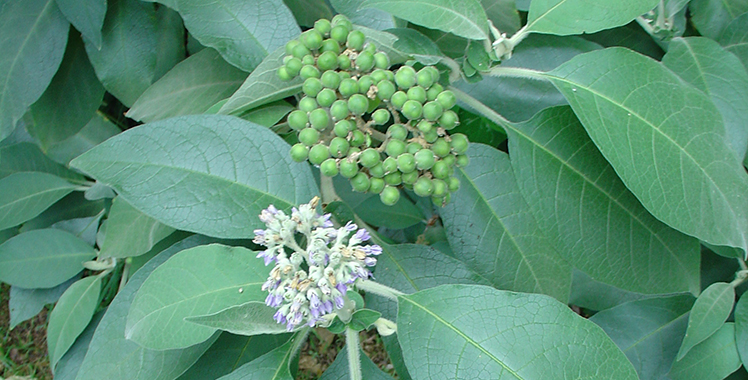 Hairy big leaves with a bunch of small green berries in the centre and a bluster of small purple flowers towards the left.