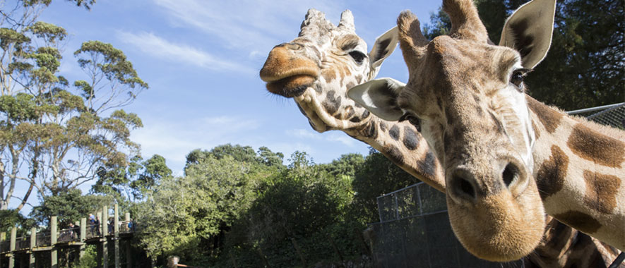 Giraffes at Auckland Zoo