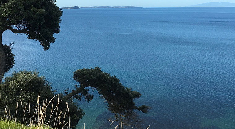 Long bay walking online track