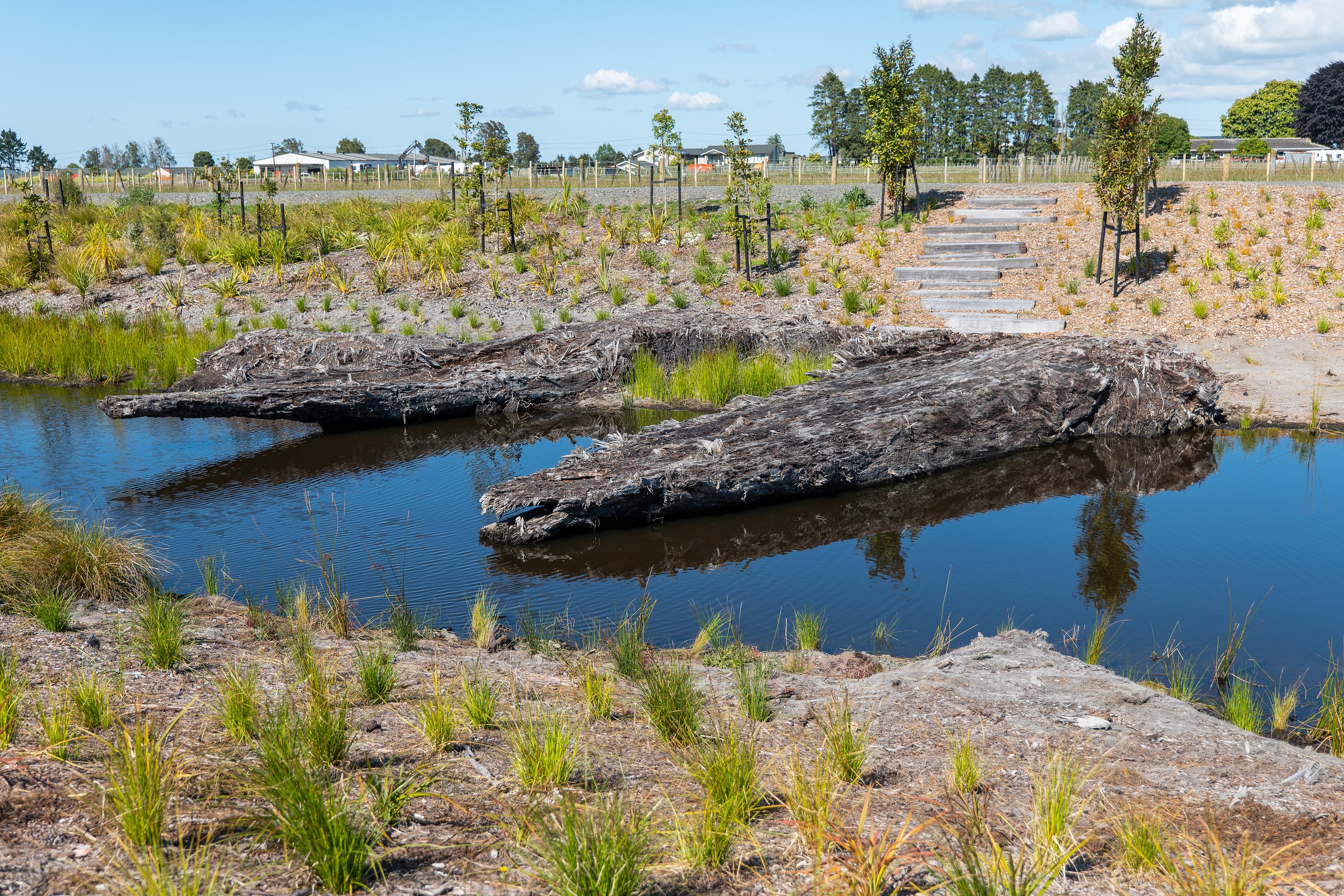 Uncovered rakau (kauri logs) in the Awakeri wetland channel