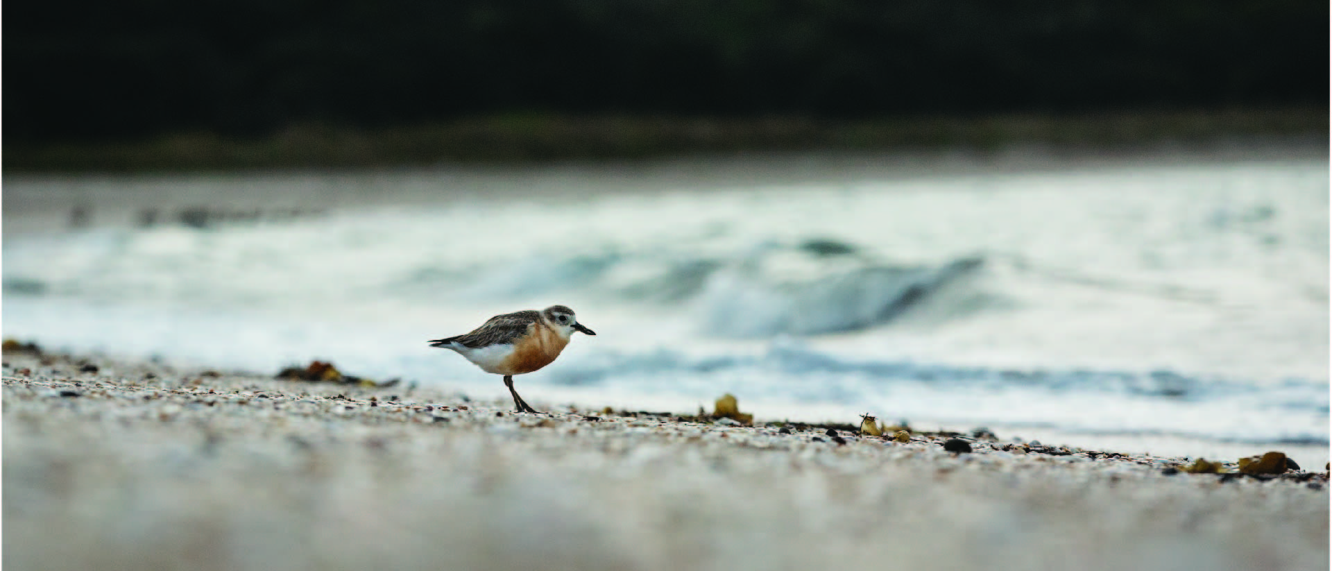 A Sanderling bird on a beach in Shakespear Regional Park.